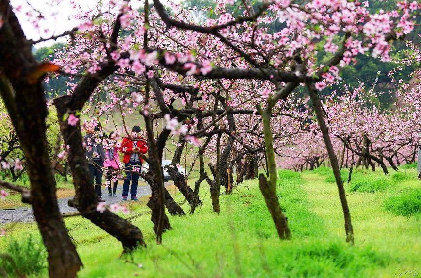 苏州肛泰中医院:传承中医精髓,铸就肛肠健康新理念