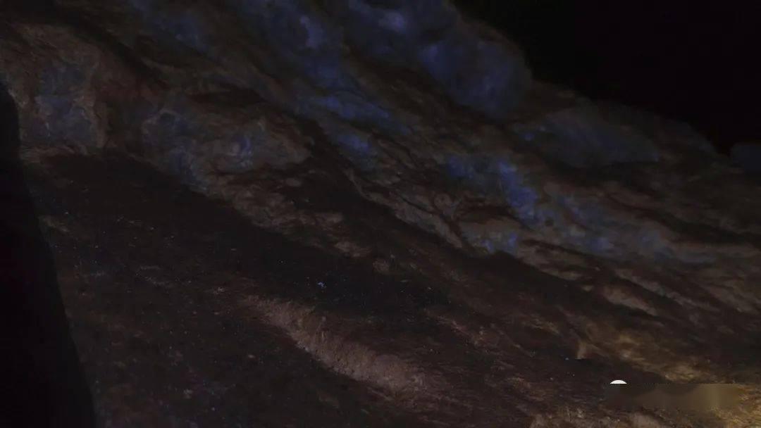 飞天小猪仔